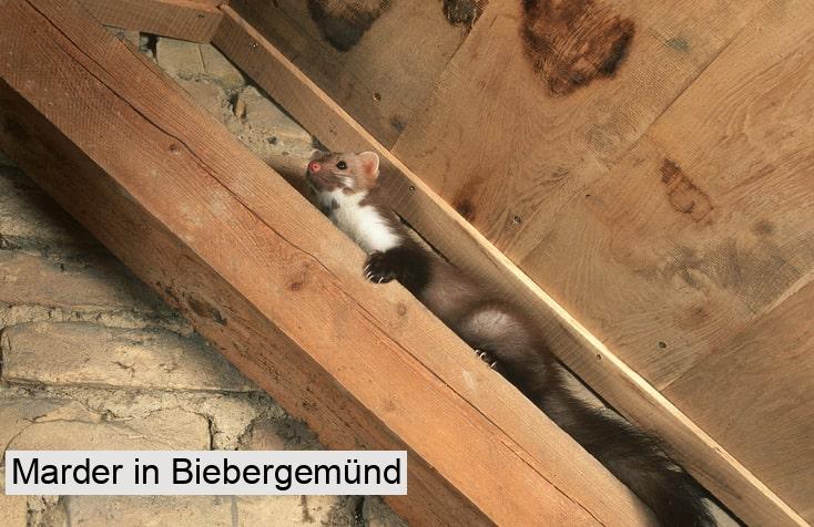 Marder in Biebergemünd